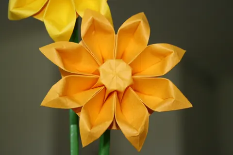 Gerbera