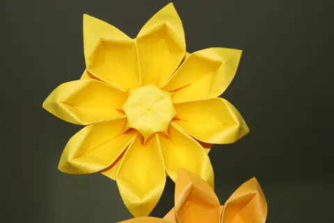 Gerbera