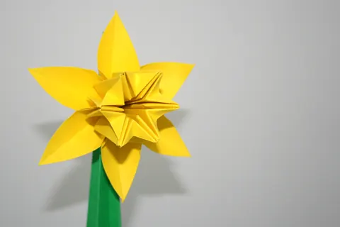 Daffodil with stem