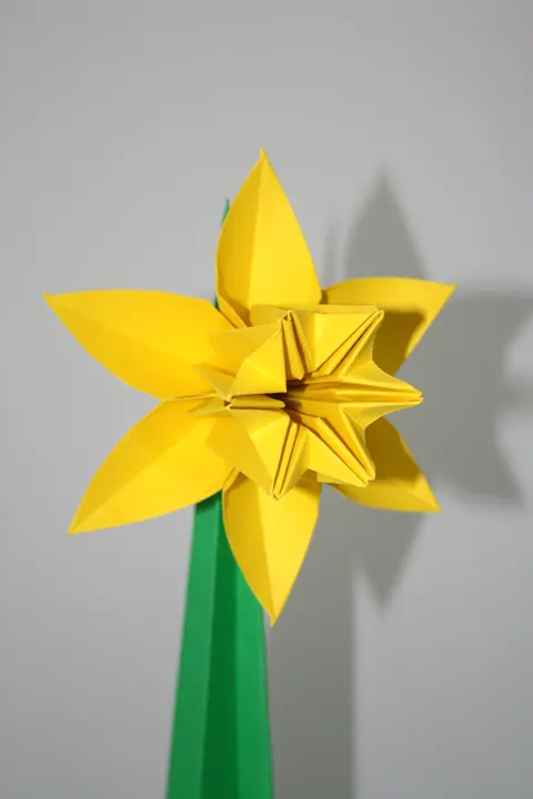 Daffodil with stem