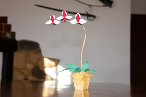 Orchid