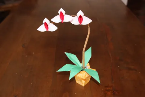 Orchid