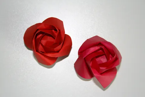 Kawasaki rose